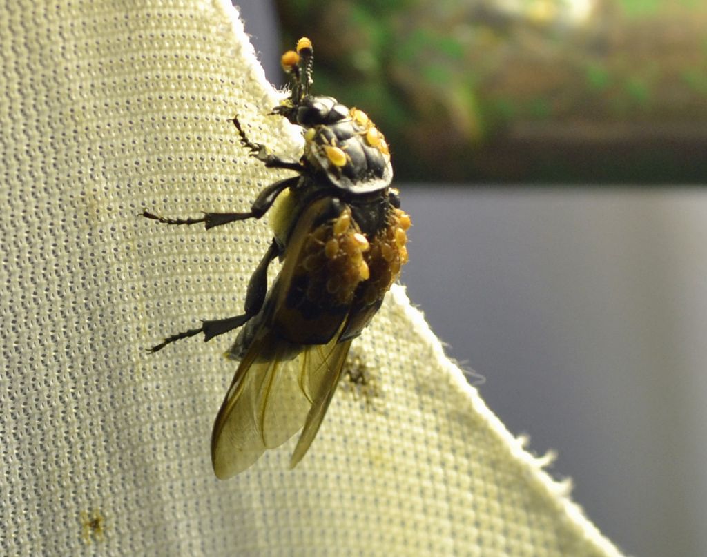 Nicrophorus investigator (Silphidae) infestato da acari